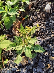 Rorippa indica