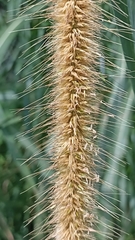 Cenchrus purpureus