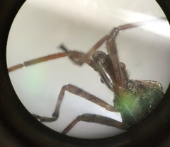 Leptoglossus occidentalis