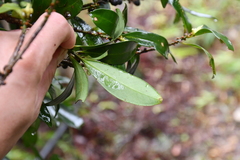 Myrsine seguinii