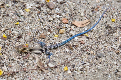Orange-throated Whiptail