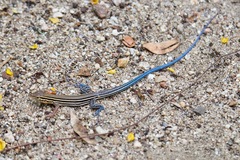 Orange-Throated Whiptail photo 5