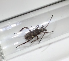 Leptoglossus occidentalis