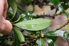 Myrsine seguinii