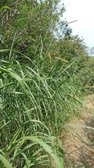 Cenchrus purpureus