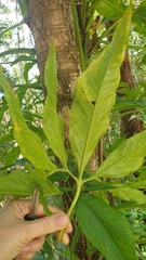 Syngonium angustatum