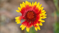 Gaillardia × grandiflora
