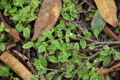 Bothriospermum zeylanicum