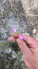 Agalinis edwardsiana