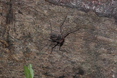 Amblypygi