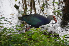 Porphyrio poliocephalus