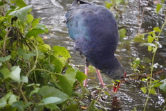Porphyrio poliocephalus