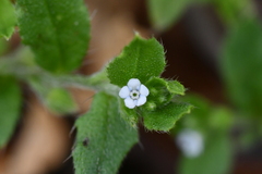 Bothriospermum zeylanicum