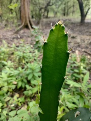 Acanthocereus