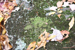Porella platyphylla