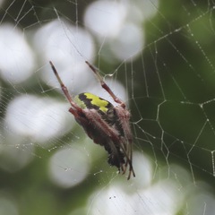 Eriophora ravilla