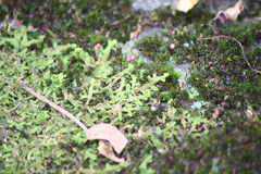 Porella platyphylla