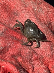 Heterotremata