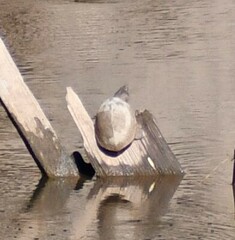 Sternotherus carinatus