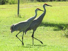 Antigone canadensis pratensis