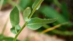 Gaillardia × grandiflora