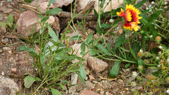 Gaillardia × grandiflora