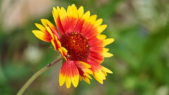 Gaillardia × grandiflora