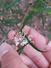 Grevillea linearifolia