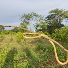 Oxybelis potosiensis