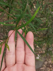 Grevillea linearifolia