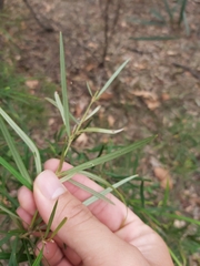 Grevillea linearifolia