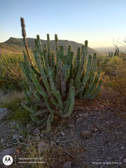 Lophocereus schottii