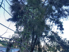 Psittacanthus schiedeanus