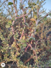 Jatropha cuneata