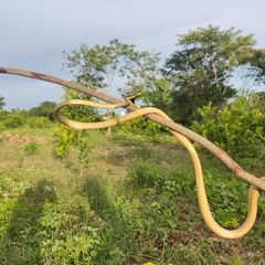 Oxybelis potosiensis