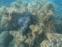 Sclerophytum flexibilis