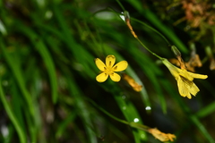 Ixeridium transnokoense