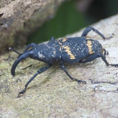 Cactophagus spinolae