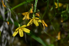 Ixeridium transnokoense