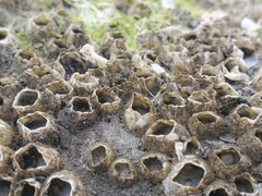 Amphibalanus improvisus