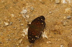 Anthanassa atronia