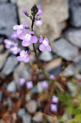 Nuttallanthus canadensis