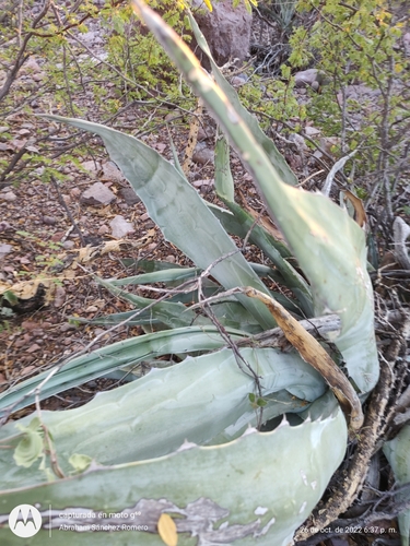 Agave sobria