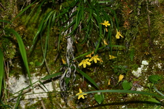 Ixeridium transnokoense