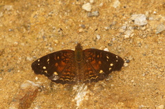 Anthanassa atronia