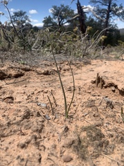 Allium geyeri chatterleyi