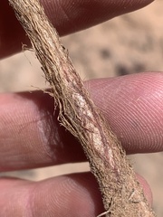 Allium geyeri chatterleyi