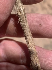 Allium geyeri chatterleyi