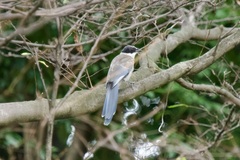 Cyanopica cyanus