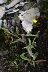 Picris hieracioides morrisonensis